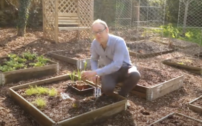 Vegetable Garden Planning – Simple Steps To Making A Successful Vegetable Garden Plan