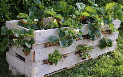 Container Herb Gardening – Great Tips To Get You Started