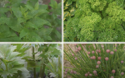 Handcrafted Herb Garden Designs with Woodworking